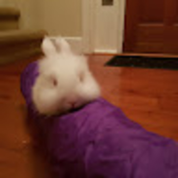 Meet your Posher, Princess - Picture 1 of 1